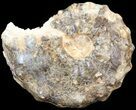 Mammites Ammonite - Goulmima, Morocco #44633-1